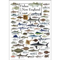 Fish of the New England Coast Fish Jigsaw Puzzle By Heritage Puzzles