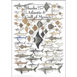 Sharks, Skates & Rays of the Atlantic and Gulf of Mexico Under The Sea Jigsaw Puzzle By Heritage Puzzles
