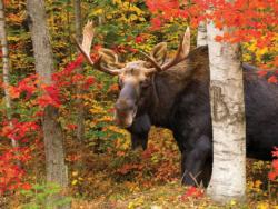 Autumn King Fall Jigsaw Puzzle By White Mountain