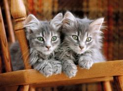 Kittens Cats Jigsaw Puzzle By Clementoni