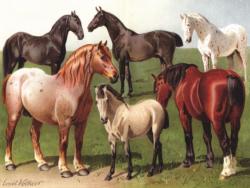 Horse Breeds Horses Jigsaw Puzzle By New York Puzzle Co
