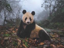 Giant Panda Pandas Jigsaw Puzzle By New York Puzzle Co
