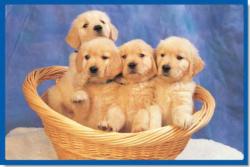Little Doggies Dogs Children's Puzzles By Tomax Puzzles