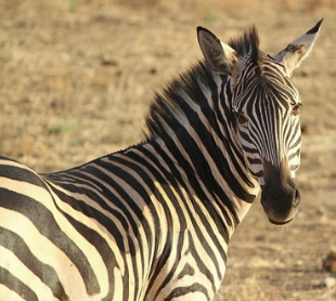 are zebras white with black stripes or vice versa