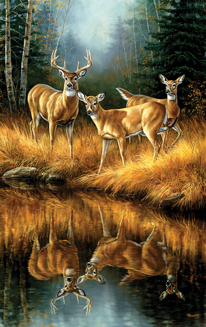 Whitetail Reflections