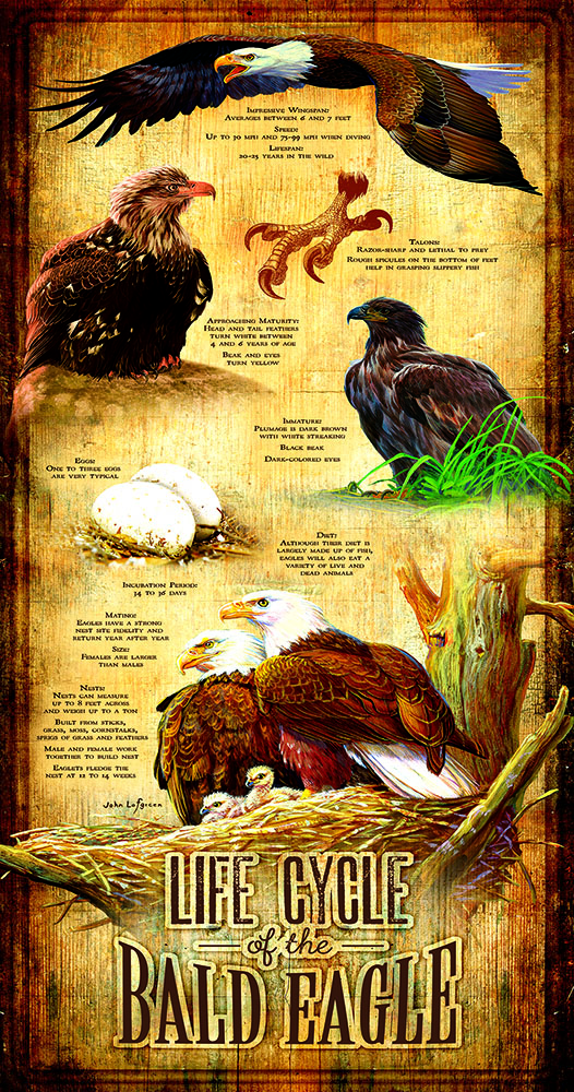 Life Cycle of the Bald Eagle 500