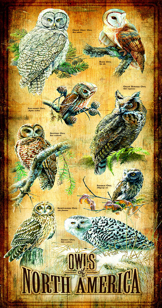 Owls of North America 500