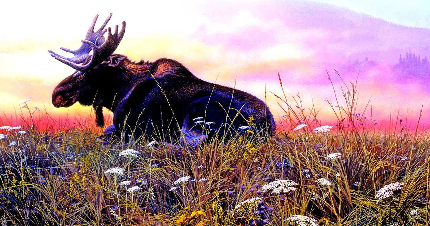 Daybreak Moose 500