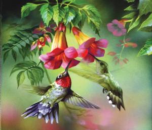Hummingbirds 25